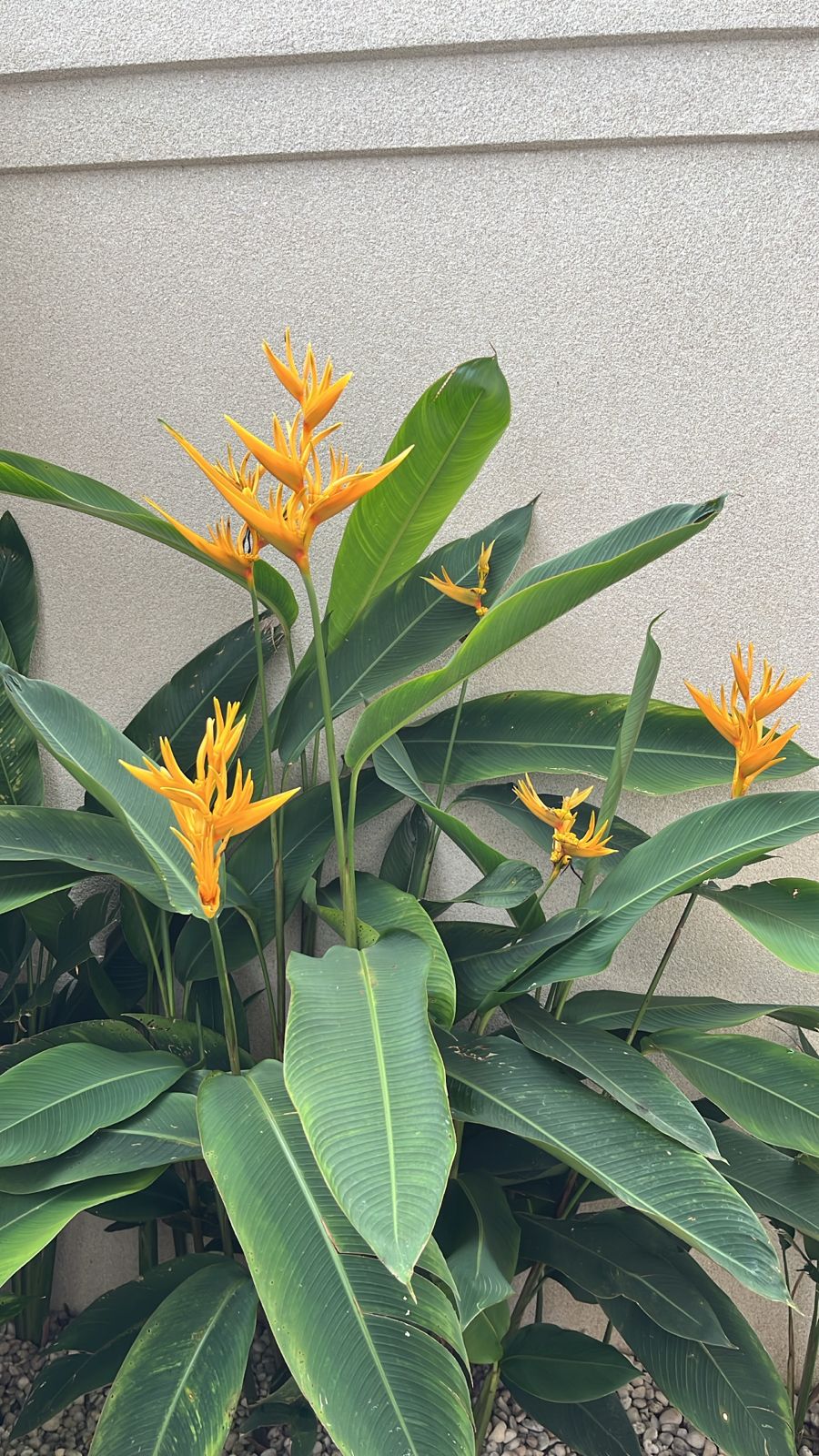 Pimenteiras ornamentais